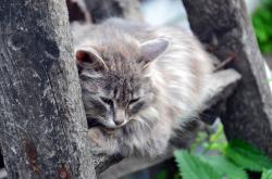 大熊猫彤彤死亡，国家哀悼，民众痛惜
