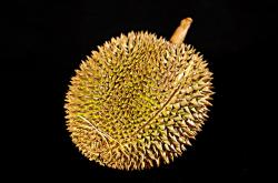 金枕榴莲在云南试种成功，热带水果新篇章的开启
