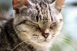 流浪猫危机，广东500余只猫被遗弃，生命在消逝