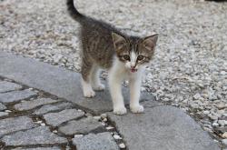 谁信啊？肇事逃逸的居然是一辆猫