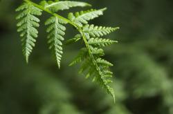 健步如飞的秘密武器，牛膝的力量与神奇功效