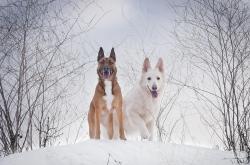 放恶犬围捕雪豹致其瘫痪？不实
