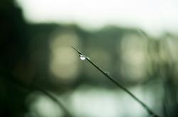 谷雨时节，春末的雨滴与农耕的智慧