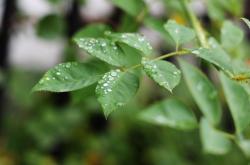 谷雨时节，春雨滋润，万物生长