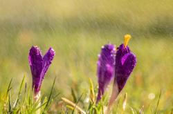谷雨时节，了解中国二十四节气之一的谷雨及其文化意义