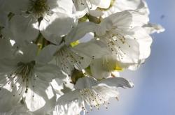 谷雨时节，春末夏初的农耕序曲，探索中国二十四节气之一的谷雨
