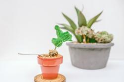 水果奥秘大揭秘，十万个小问题一问一答