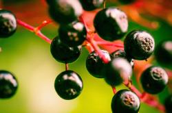 无花果汁液的作用：解锁天然宝藏的5大神奇功效，让健康与美丽触手可及