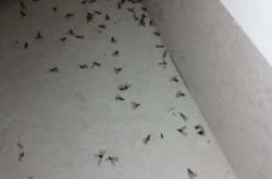 家具长白蚁是什么原因