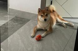 柴犬会咬主人是真的吗