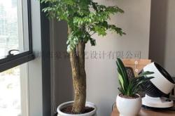 办公室装修绿植有哪些