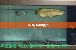 金鱼缸价格表