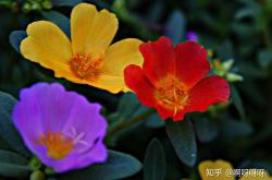 午时花图片绘画