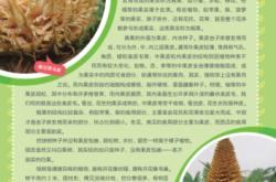 螺旋铁树的养殖方法