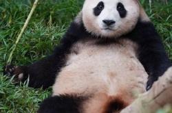 福宝到首只在韩诞生大熊猫宝宝有名字了组图3