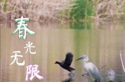 跟着梵高去踏春 心醉的作品享受温暖浪漫春日