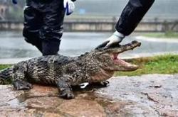 1.澳洲鳄鱼（SaltwaterCrocodile）