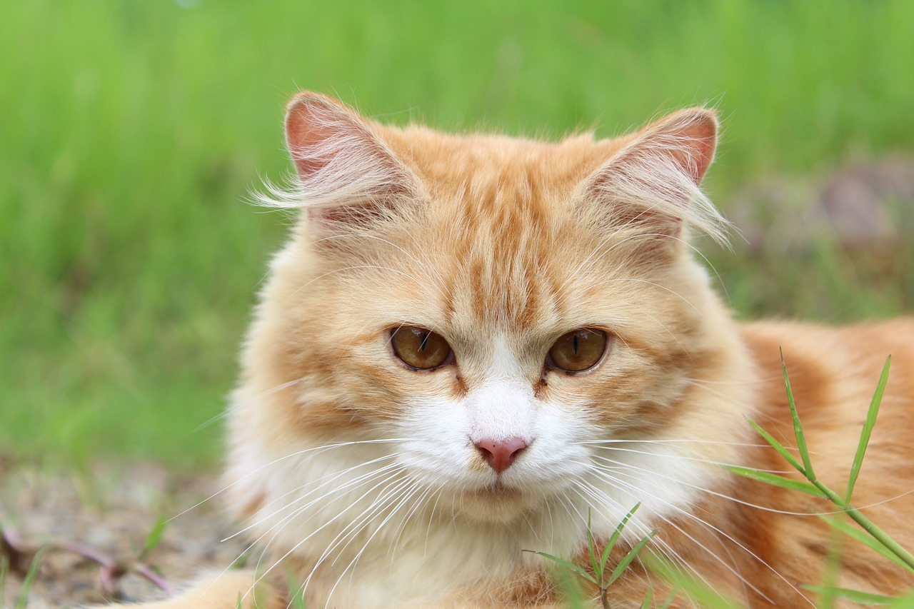 一拳打飞网红猫，引发社会热议