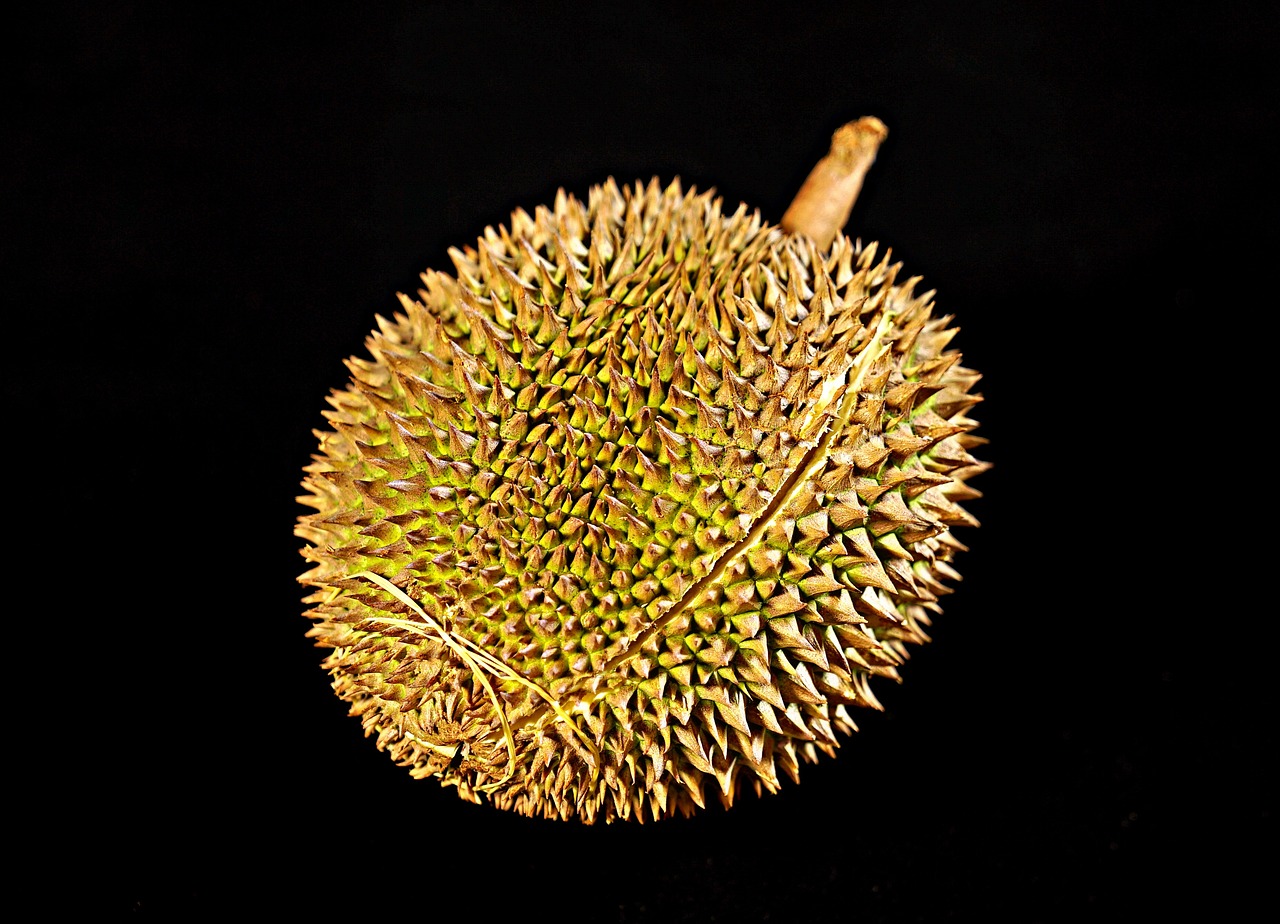金枕榴莲在云南试种成功，热带水果新篇章的开启