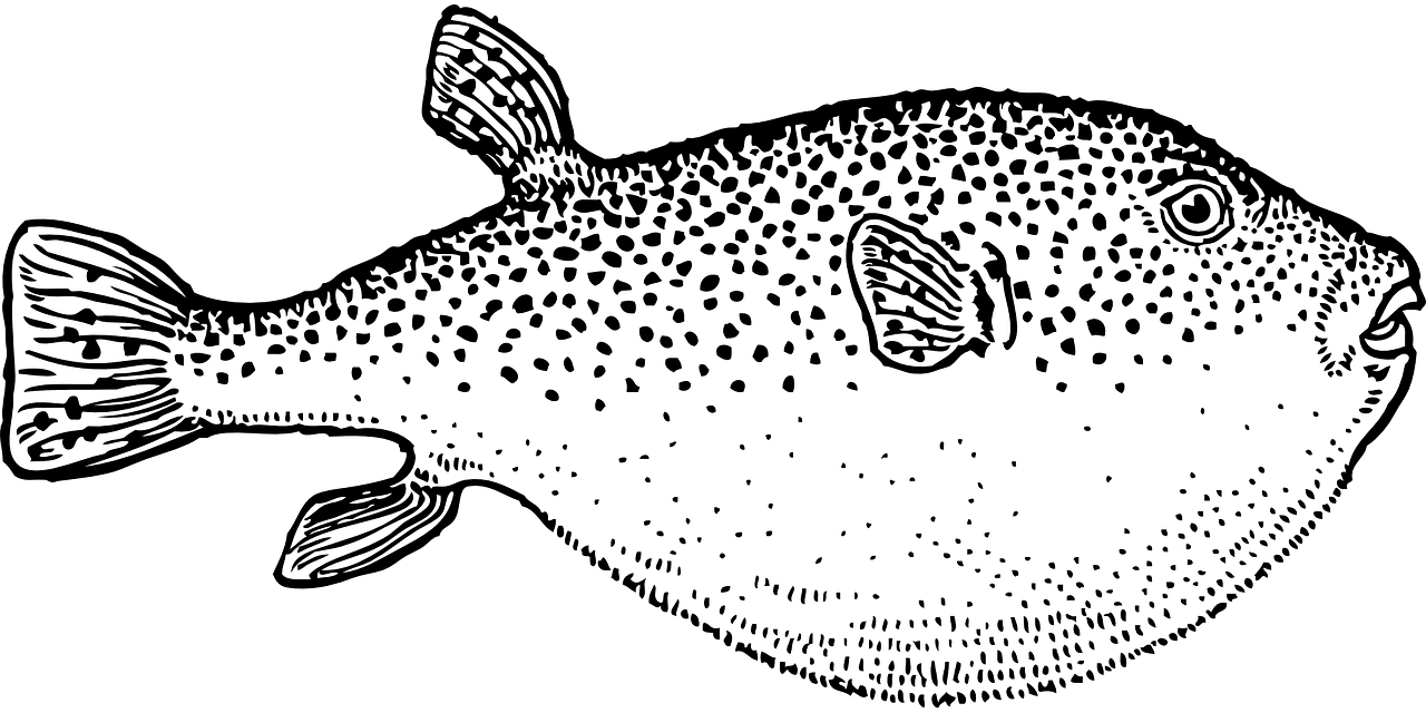 北京发现鱼类新物种，以Beijing命名