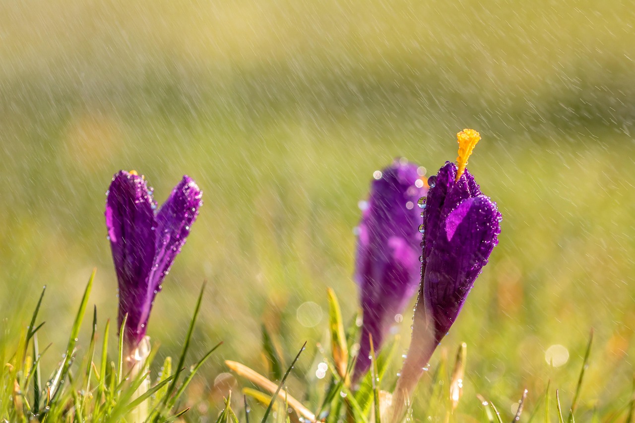 谷雨时节，了解中国二十四节气之一的谷雨及其文化意义